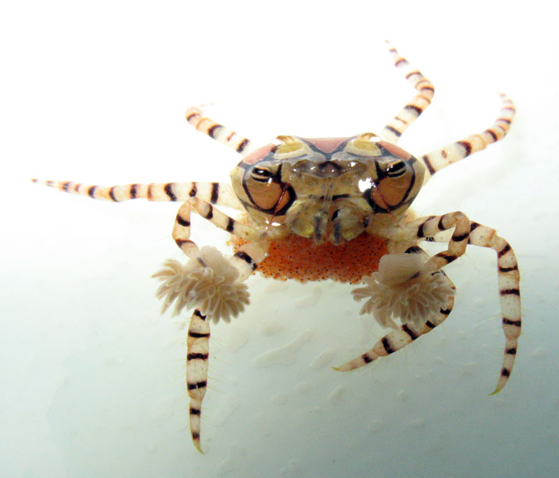 pompom crabs