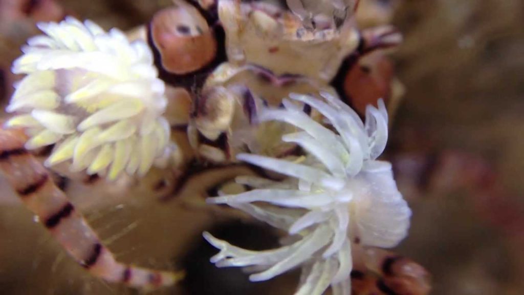 Close up of the anemones that the crab holds. Photo by TheToyBuddha