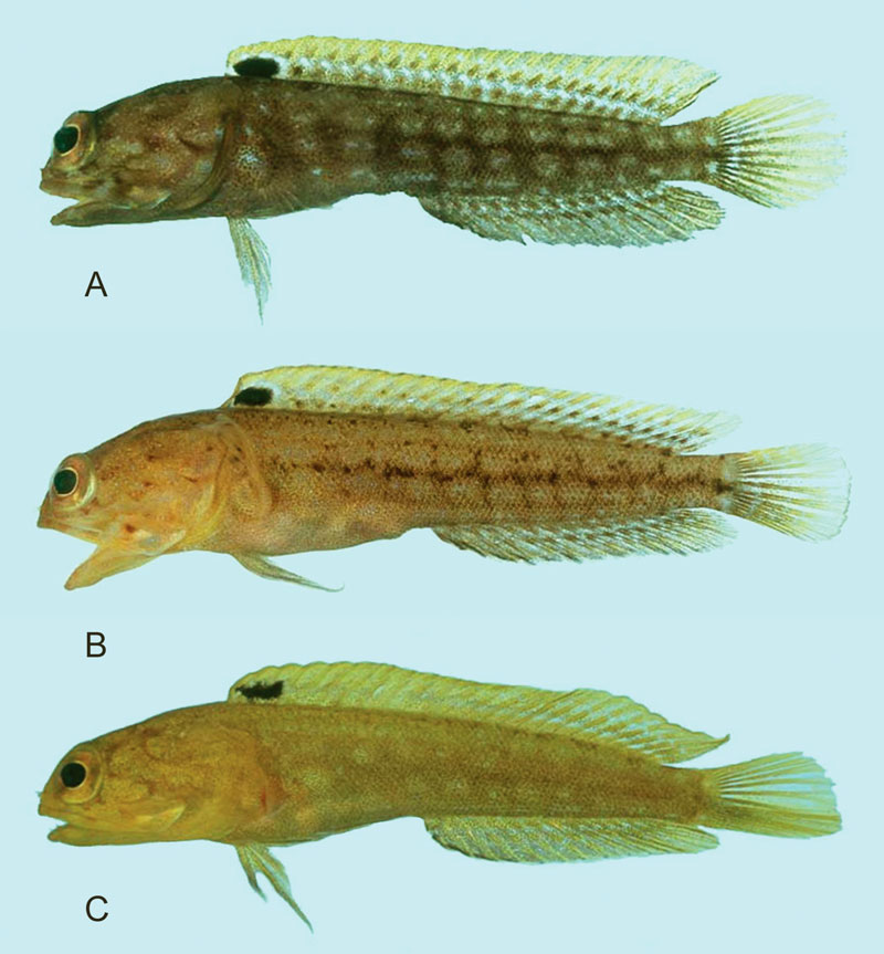 opistognathus-solorensis