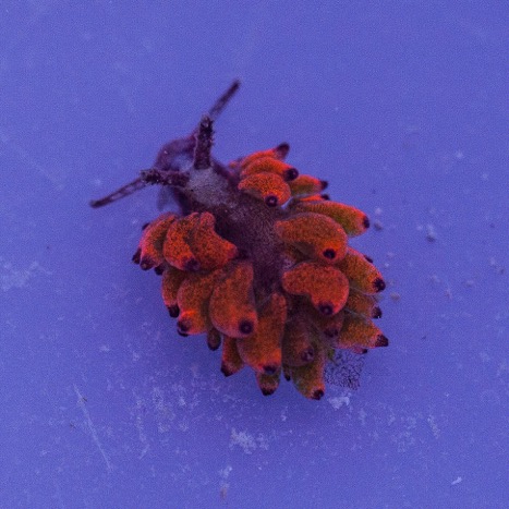 A colorful fluorescent red nudibranch which is specialized at feeding on red zontahids. 