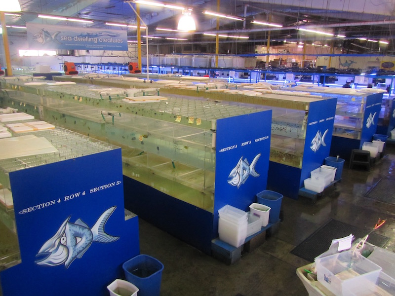 The fish holding facility at a wholesalers that is state of the art