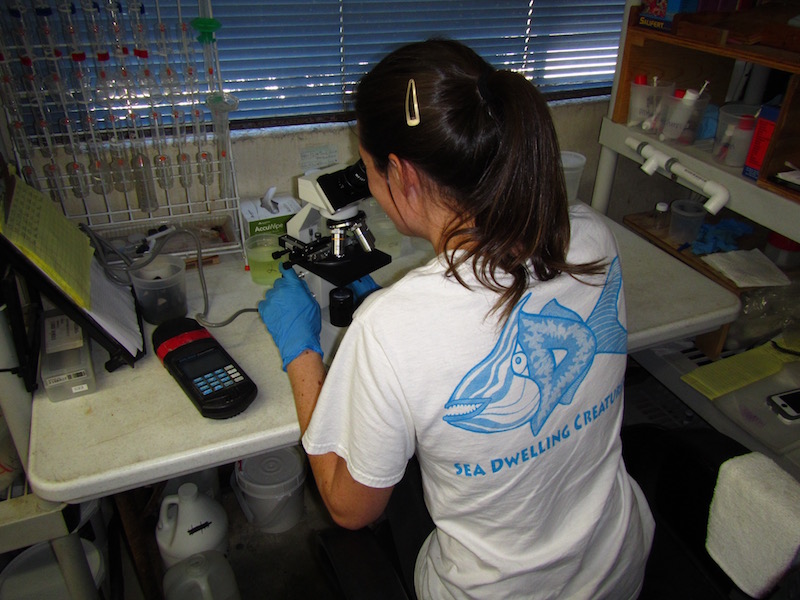 A marine biologist on staff looking under the microscope