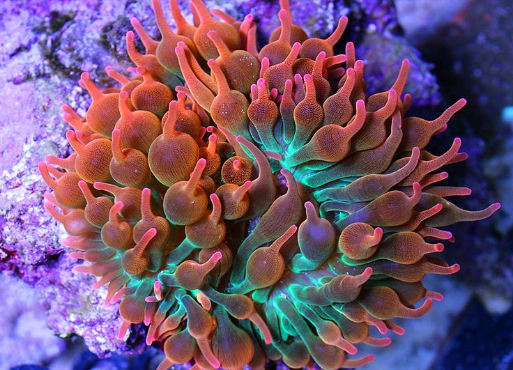 How to Frag Anemones | Reef Builders | The Reef and Saltwater Aquarium Blog