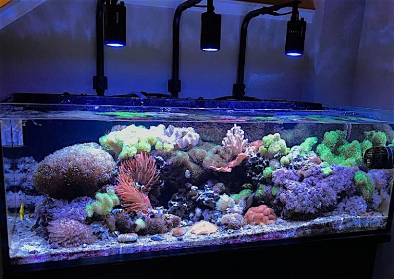 You Can Learn Something From This Exquisite Skimmerless Reef Tank