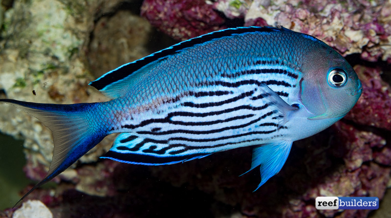 Scribbled Angelfish Tap Tap Fish