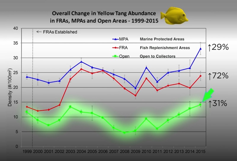 yellow-tang-population-statistics