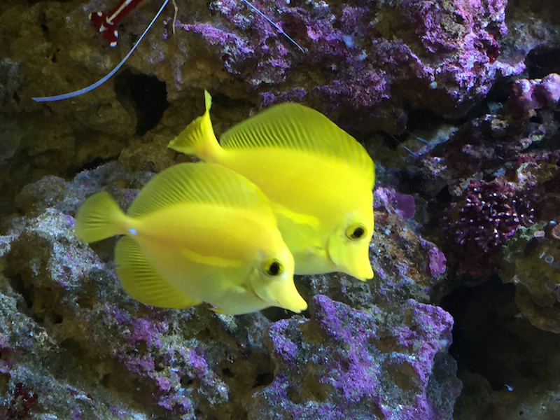 Yellow Tangs Now [Nov 2016]