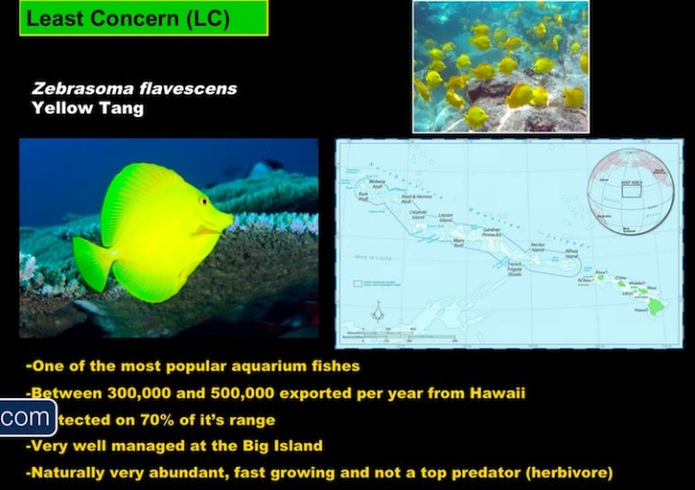 The Truth About Yellow Tang Collecting in Hawaii Reef Builders The