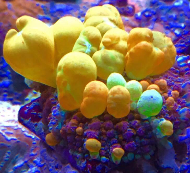 A great gift for any reefkeeper, especially me, a $6000 bounce mushroom