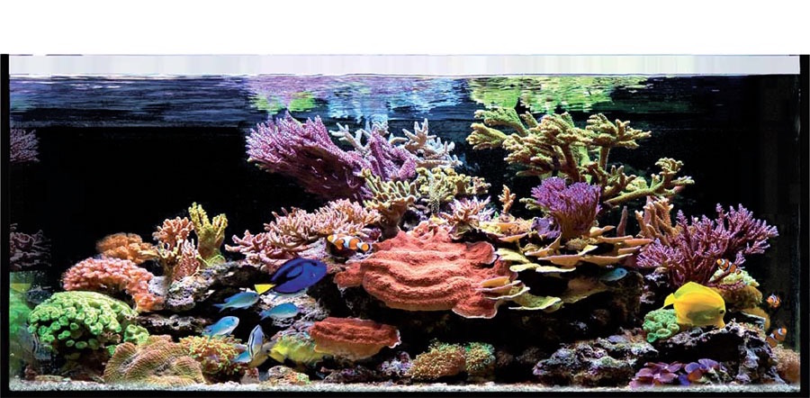 An example of an Elos reef tank