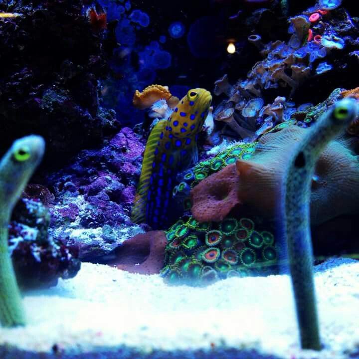 Blue spotted 2025 jawfish care