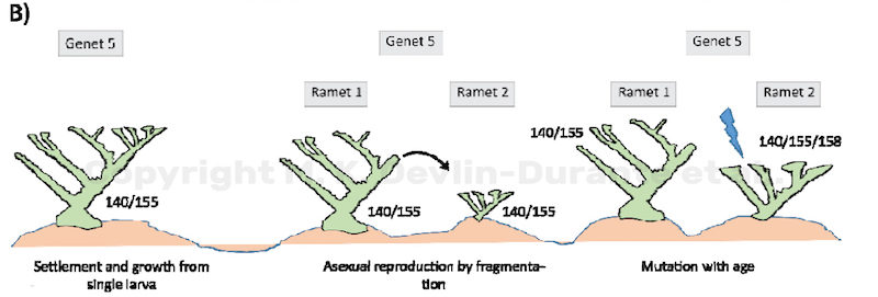 coral-genet-ramet-palmata