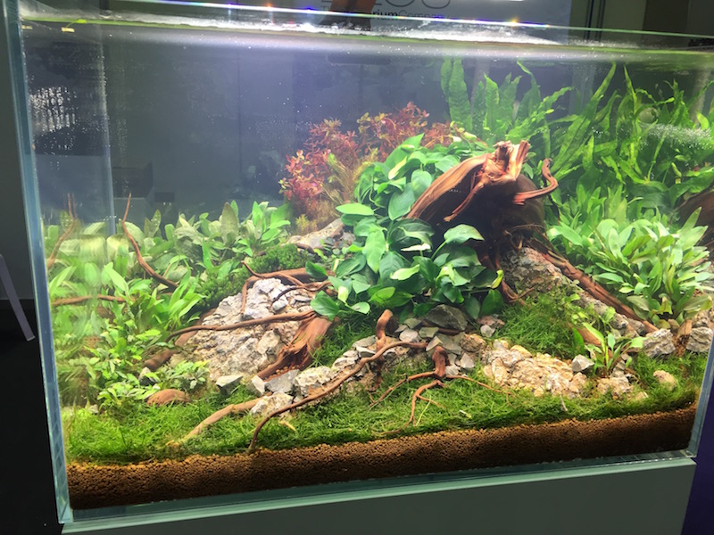 An Elos planted freshwater tank 