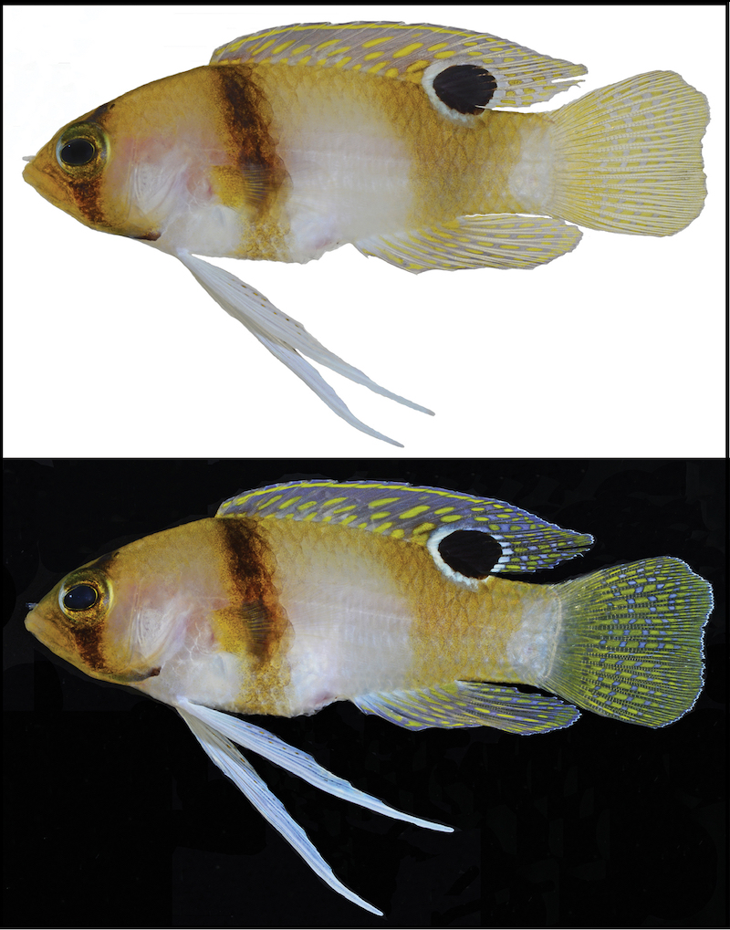 The newly described Lipogramma haberi has an intermediate color pattern between L. levinsoni and L. robinsi