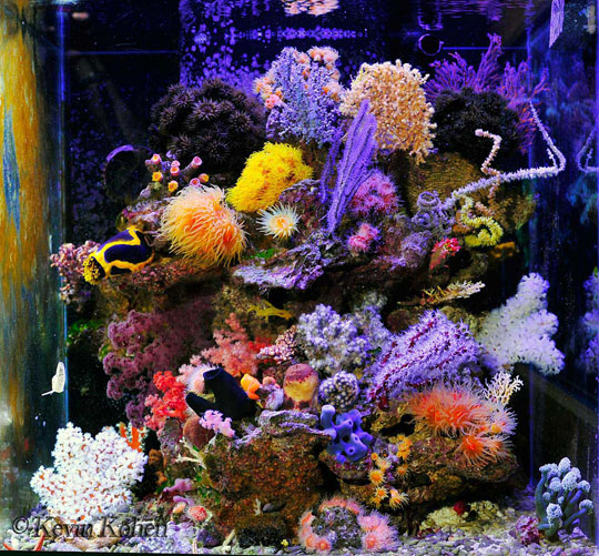 Five Reasons Sponges Are BAD For A Coral Reef Aquarium