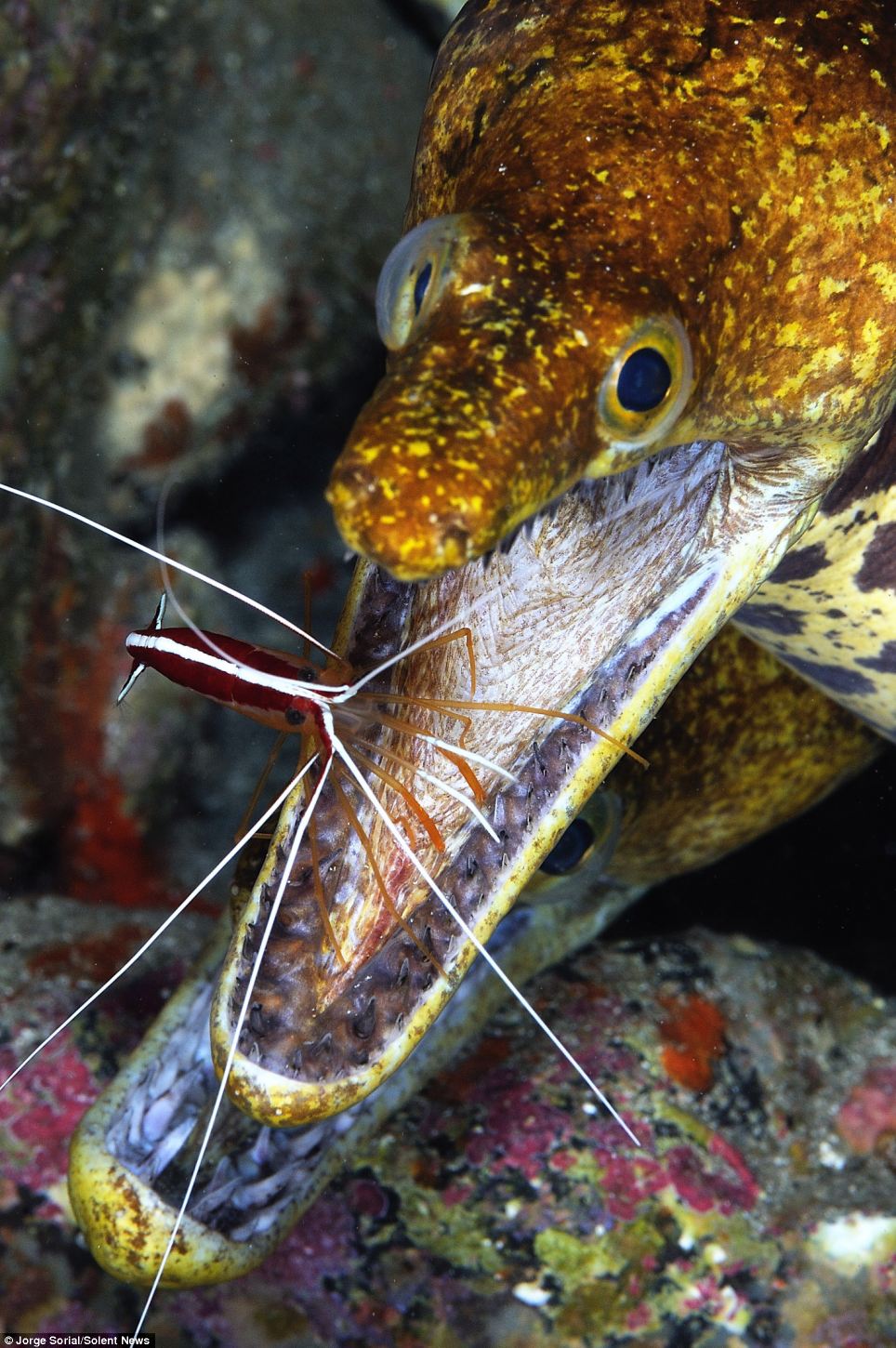 cleaner shrimp eel