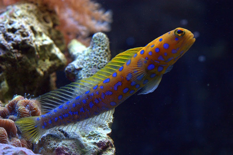 Blue spotted jawfish on sale care