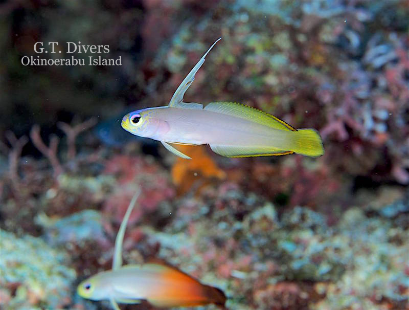 The ghostly appearance of a rare helfrich firefish hybrid photographed by Kazutoshi Uehara