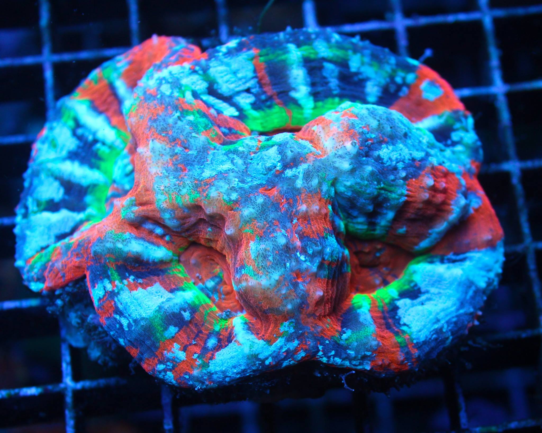 Wild 4-Way Homophyllia coral is four times the Scoly | Reef Builders ...