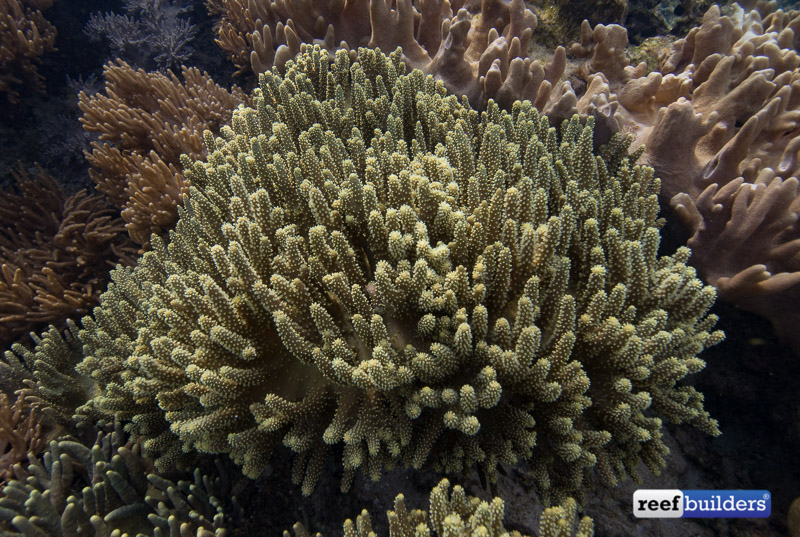 leather-corals-raja-ampat-1