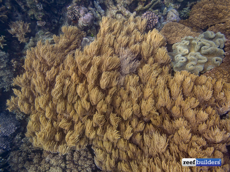 leather-corals-raja-ampat-2