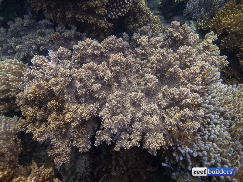 leather-corals-raja-ampat-5
