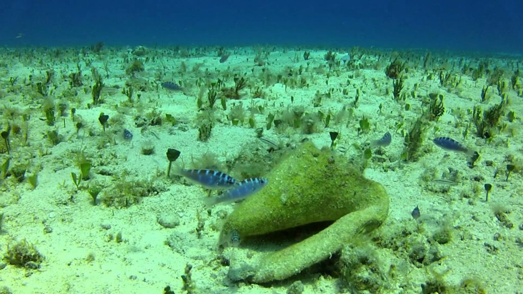 Several Chalk Basslets hang out near the bottom in Cozumel.