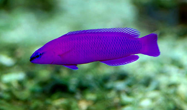 A wild orchid dottyback showing the blue edge to its scales