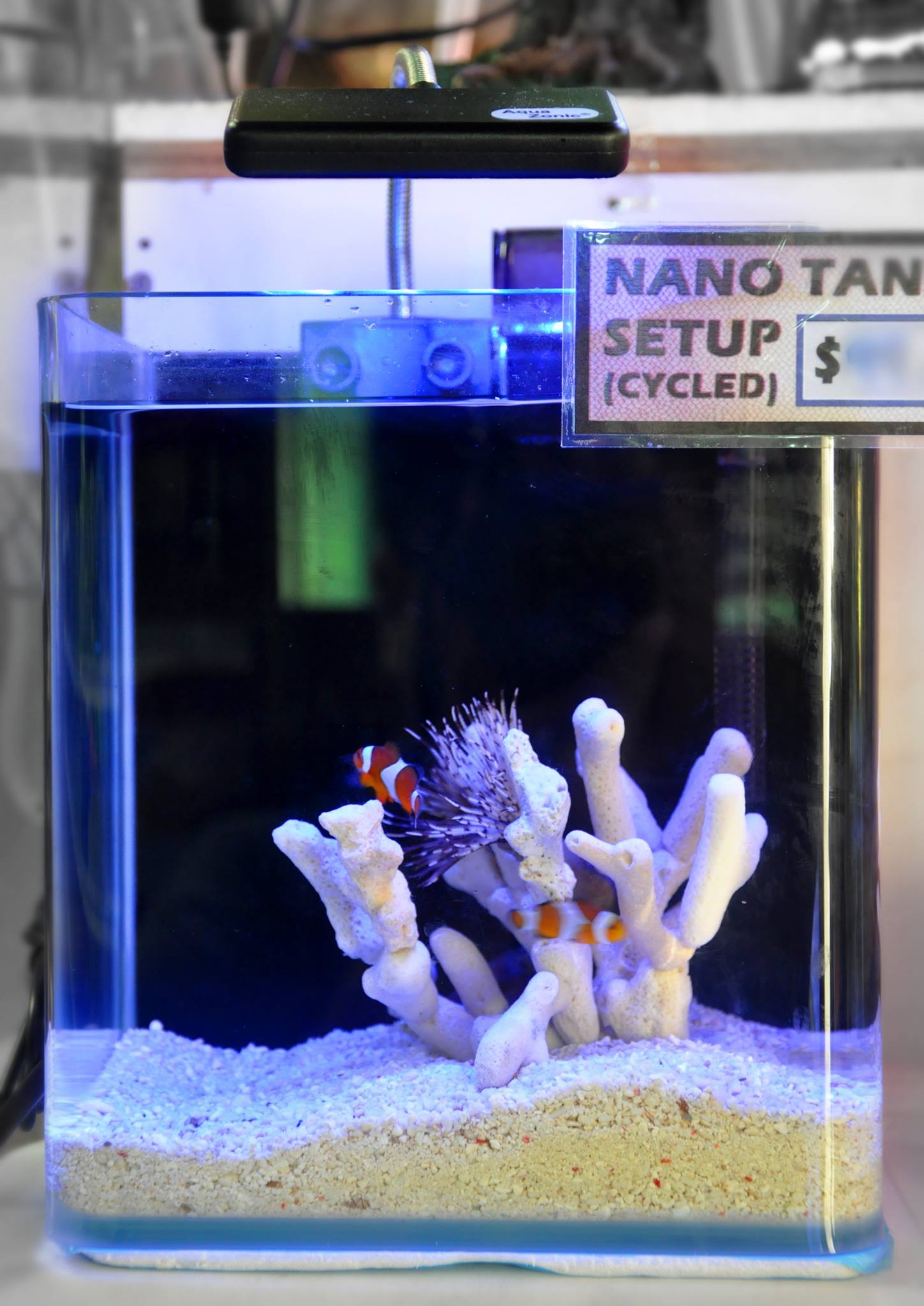 polyart-aquarium-nano-reef