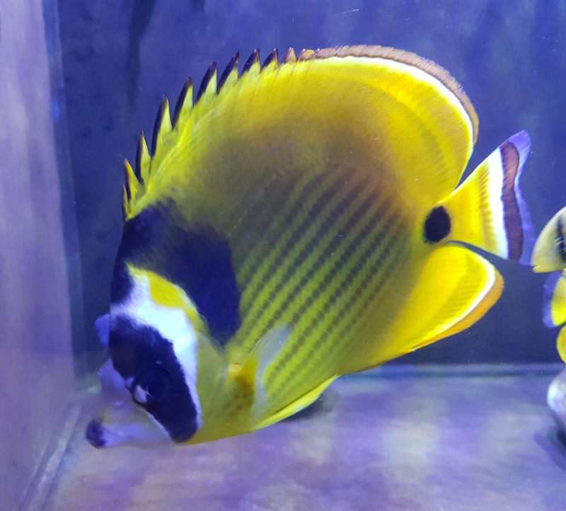 raccoon-butterflyfish-hybrid-2