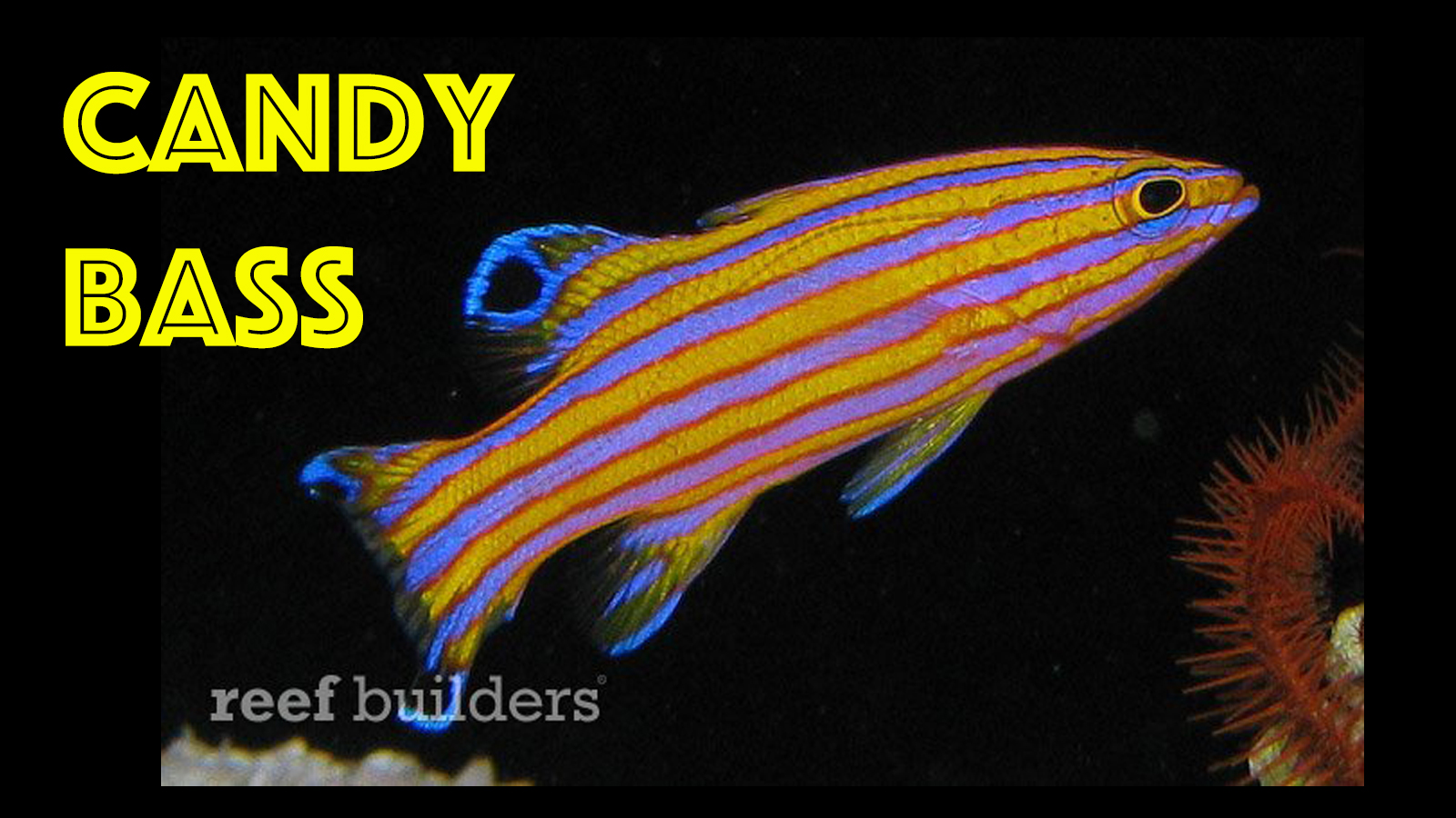 thumbnail-candy-basslet