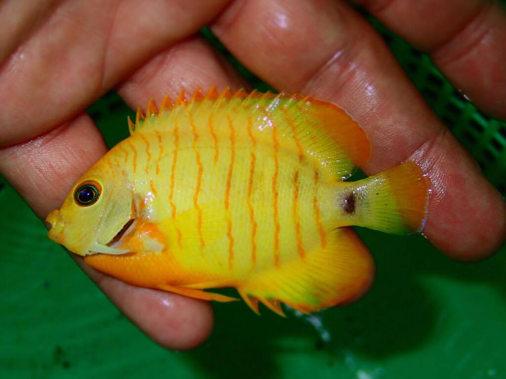 xanthic-eibli-angelfish