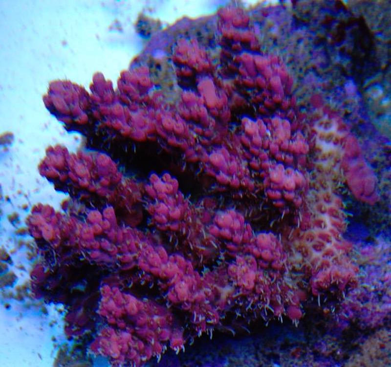 Once you become a competitor a store may be less likely to sell you a coral that you can frag and sell