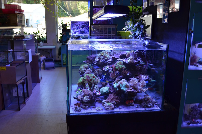 Reef tank store store near me