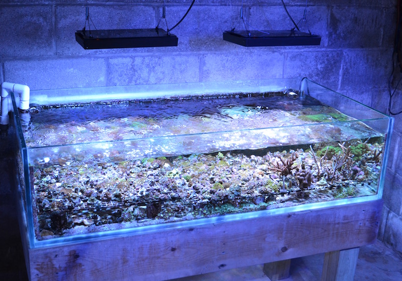 Growing frags in a basement or garage is one way to get started in the business