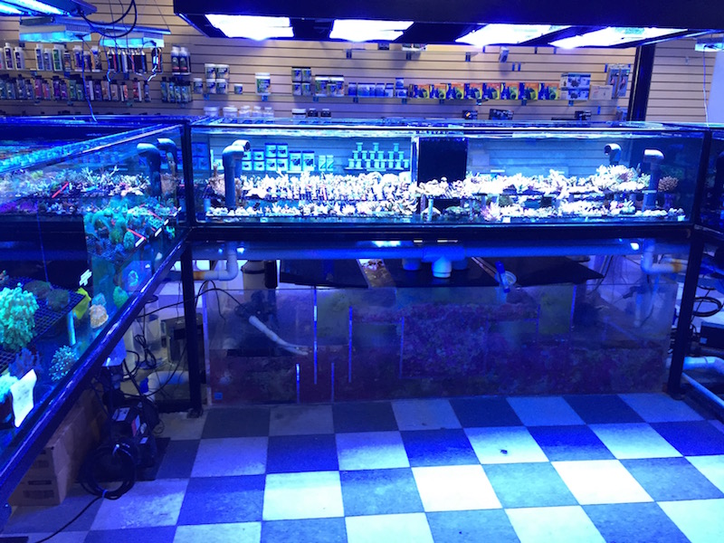 Taking the Plunge, Tips for Getting Into the Aquarium Fish Business, Reef  Builders