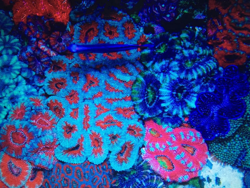 Having a wide selection of corals including lps is another way to increase the likelihood of success