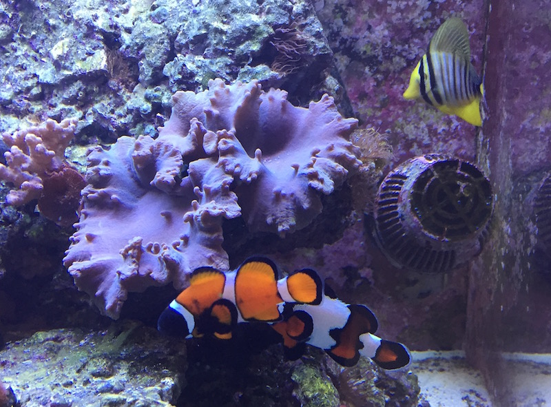 When you have a shop of your own you may get lucky and come across something unique like this clownfish  