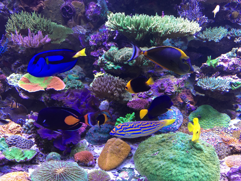 The High Cost of the Reef Aquarium Hobby | Reef Builders | The Reef and Saltwater Aquarium Blog