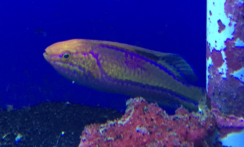 Having unique fish as well as corals is another way to draw in customers. 