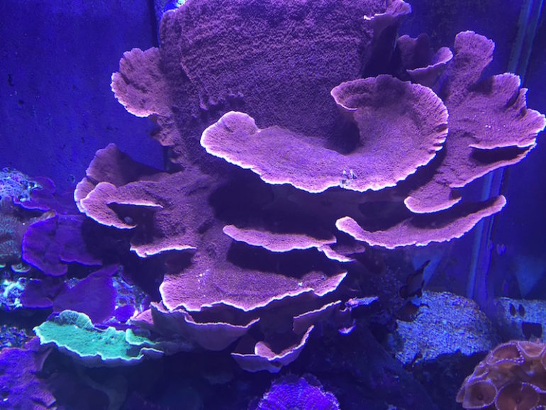 The High Cost of the Reef Aquarium Hobby Reef Builders The Reef and