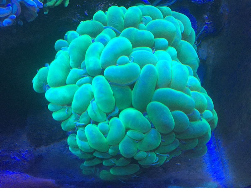 Beginner Tips For LPS Corals, Reef Builders