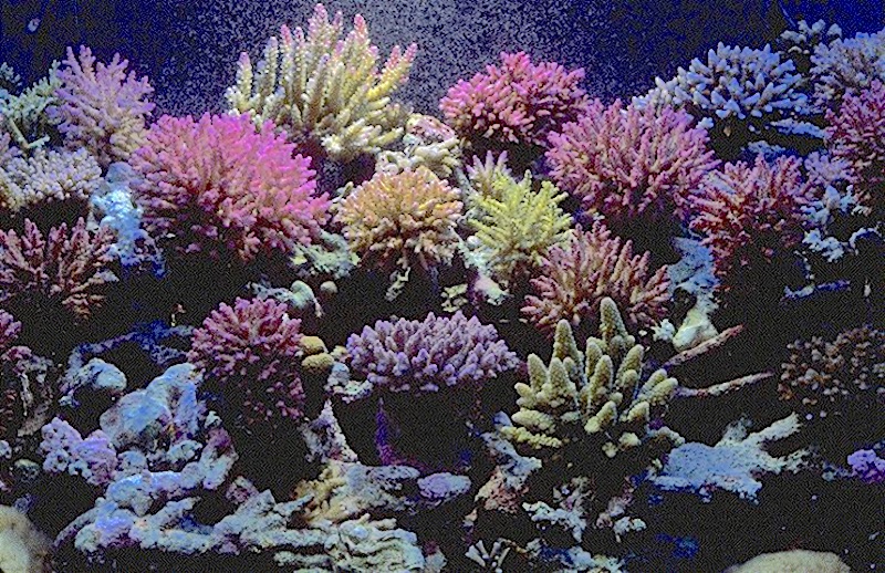 Guide to LPS Corals - Simplicity Aquatics