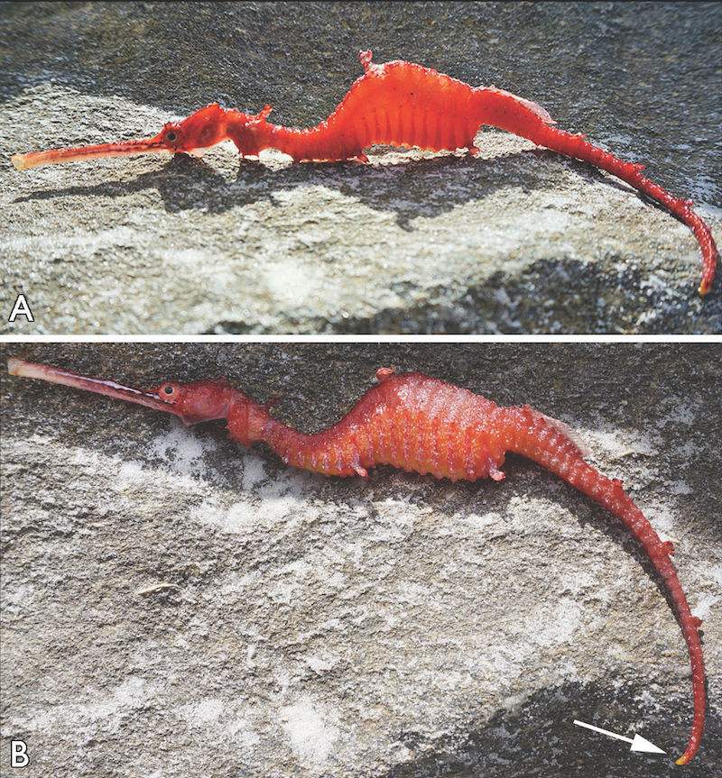 Ruby Seadragon