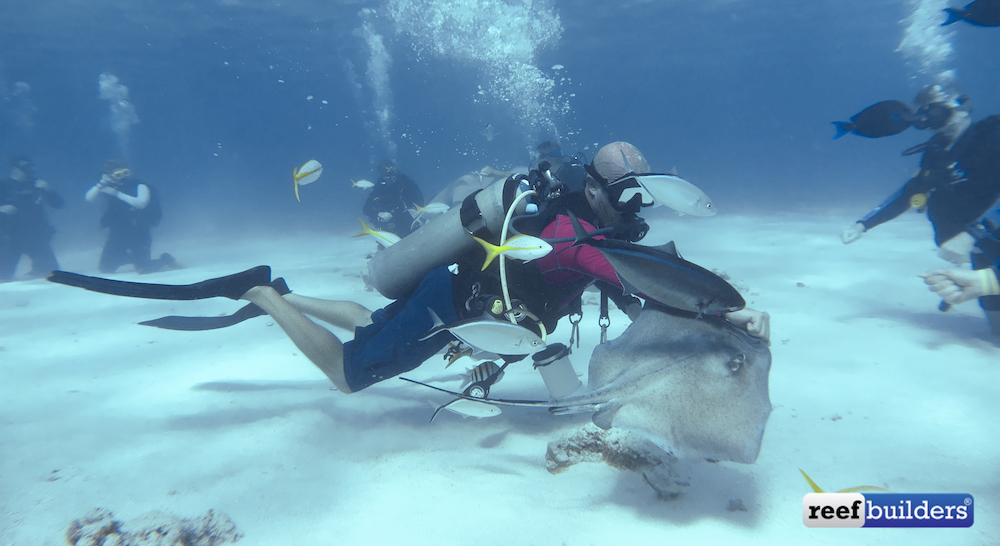 Scuba Diving With Stingrays In The Cayman Islands | Reef Builders | The