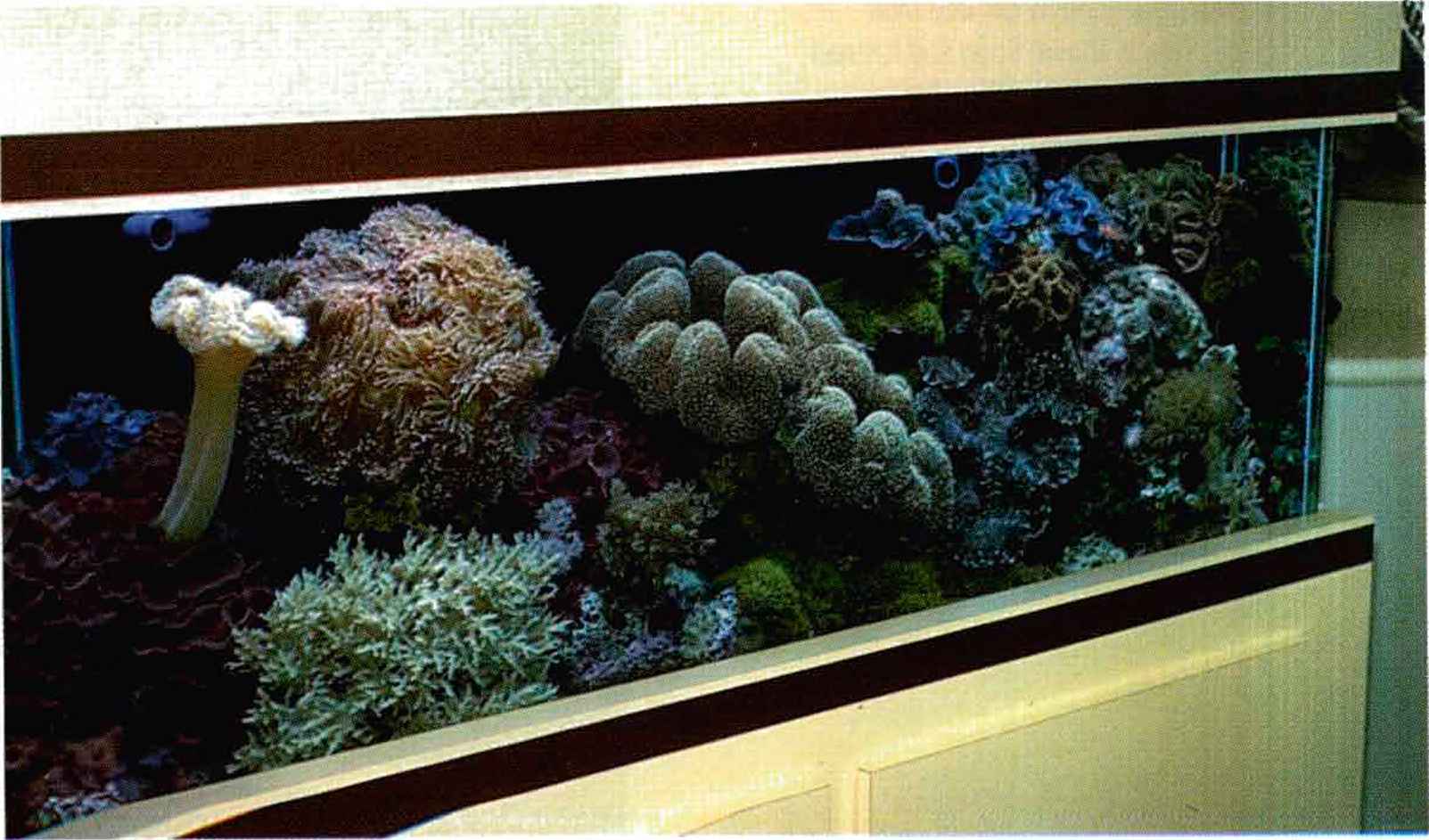 burleson-reef-tank.jpg