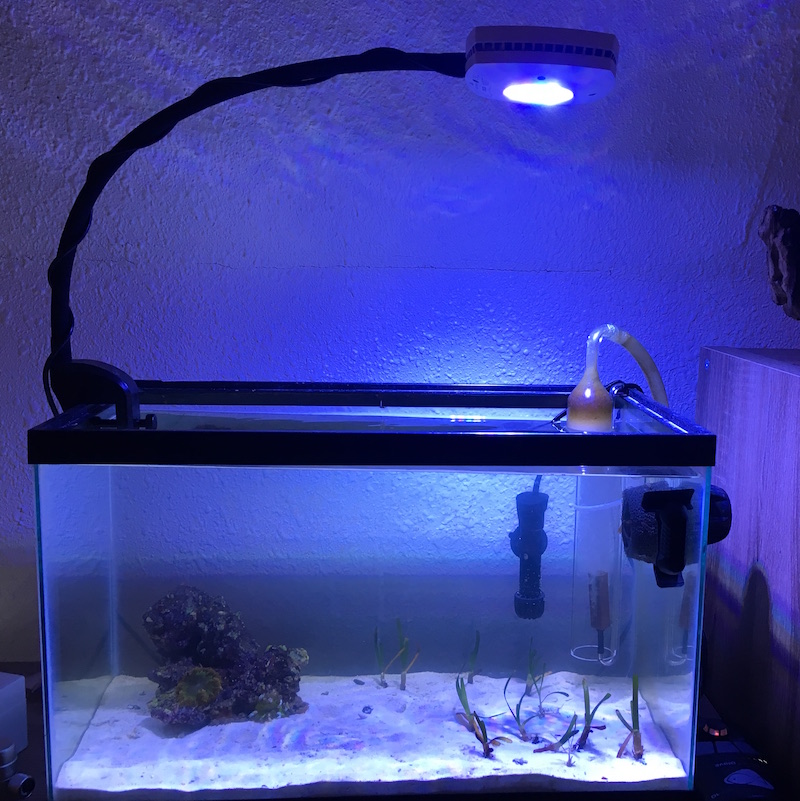 caribbean-reef-tank-set-up