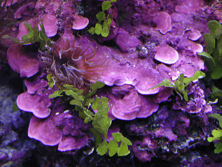 Coralline Algae, What Is It And How To Grow It Reef Builders The