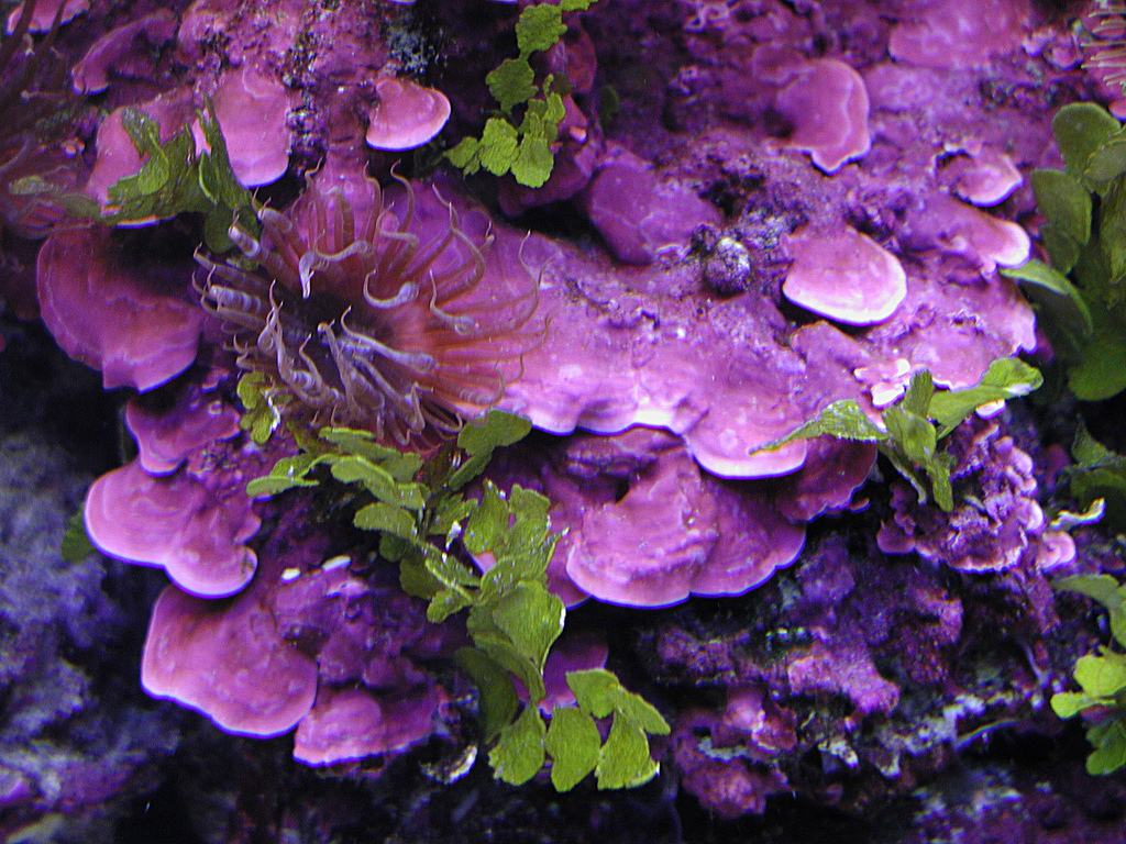 8oz Pink Fusion Coralline Algae