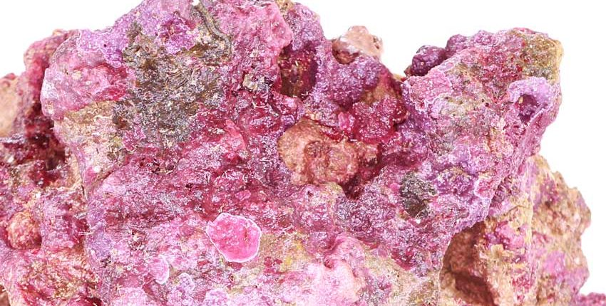 8oz Pink Fusion Coralline Algae - Bulk Reef Supply